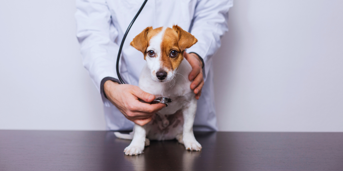 Medicina Veterinária
