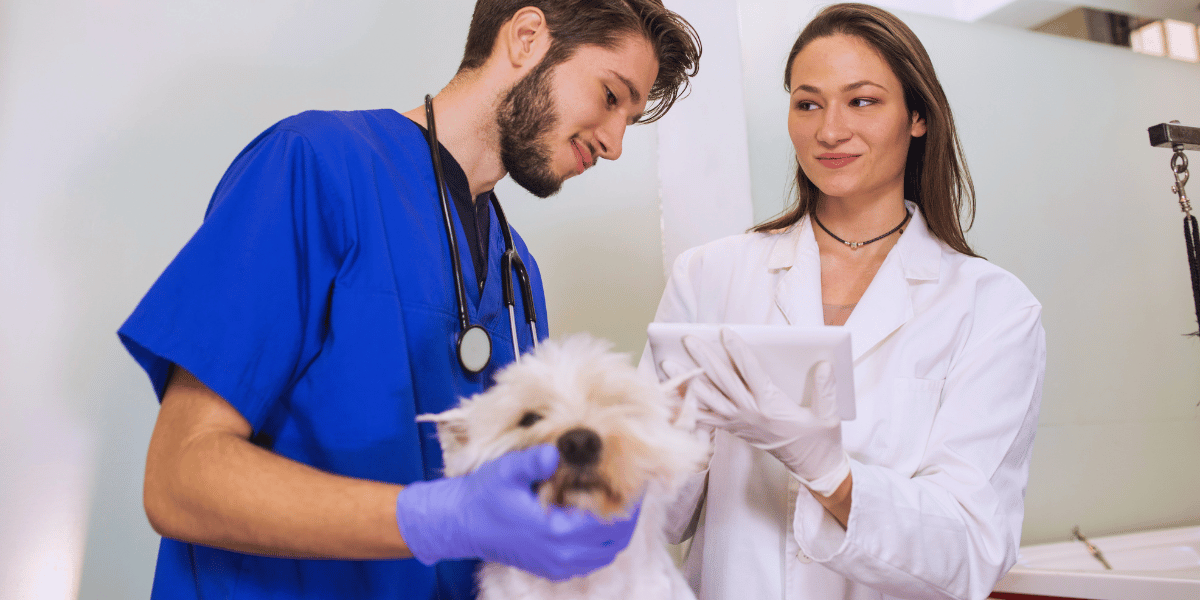 curso de Medicina Veterinária