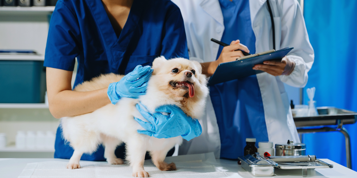 curso de Medicina Veterinária