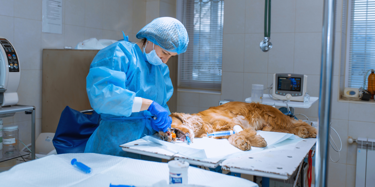 hospital veterinário