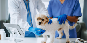 Medicina veterinária