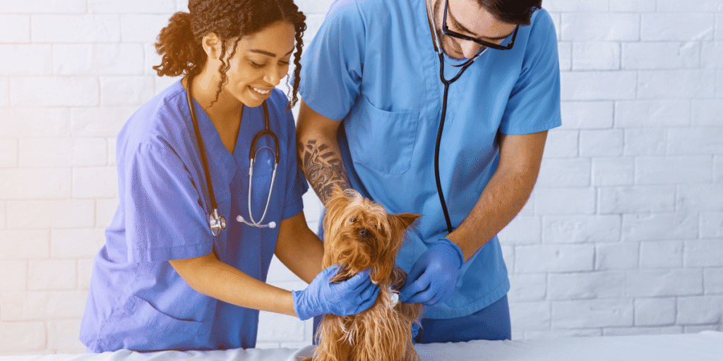 Medicina Veterinária