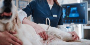 Medicina Veterinária